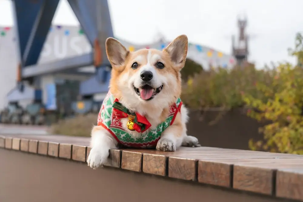 A smiling corgi in a green and red Christmas sweater on a brick ledge